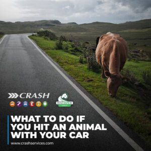 What to Do if You Hit an Animal While Driving in Northern Ireland